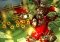 Minigore Android image 2 thumbnail