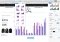 Numbers Mac image 3 thumbnail