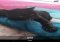 Phogy Android image 1 thumbnail