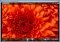 PhotoLikr image 1 thumbnail