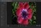 Photoshop Express Webapps image 1 thumbnail