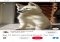 Pinterest Android image 4 thumbnail
