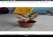 PlantNet Android image 3 thumbnail