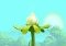 Rayman Adventures Android image 3 thumbnail
