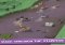 Rodeo Stampede iPhone image 3 thumbnail