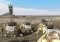 Rome: Total War Mac image 3 thumbnail