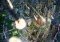 SimCity image 4 thumbnail