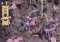 Skulls of the Shogun image 3 thumbnail