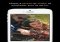 Slingshot iPhone image 1 thumbnail