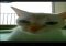 Snapcat Android image 1 thumbnail