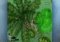 Spore Video