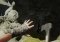 The Forest image 1 thumbnail