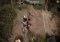 The Walking Dead No Man's Land Android image 4 thumbnail