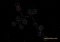 vanBasco Screensaver image 1 thumbnail