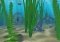 Water Life 3D Screensaver image 2 thumbnail