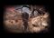 Zeno Clash image 5 thumbnail