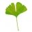 Gingko
