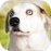 Good Dogs! 1.6