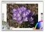 ArtRage 2.5 Free Edition Engelsk