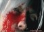 Devil May Cry 4 Video Engelska