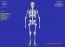 Esqueleto 3D 2.0 Espa�ol