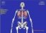 Esqueleto 3D 2.0 Espa�ol