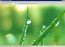 FastStone MaxView 2.1 Inglese