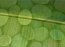 FastStone MaxView  2.3 Ingl�s