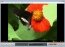 Miro HD 2.5.3 Englez�