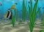 Water Life 3D Screensaver 2.9.5