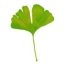Gingko