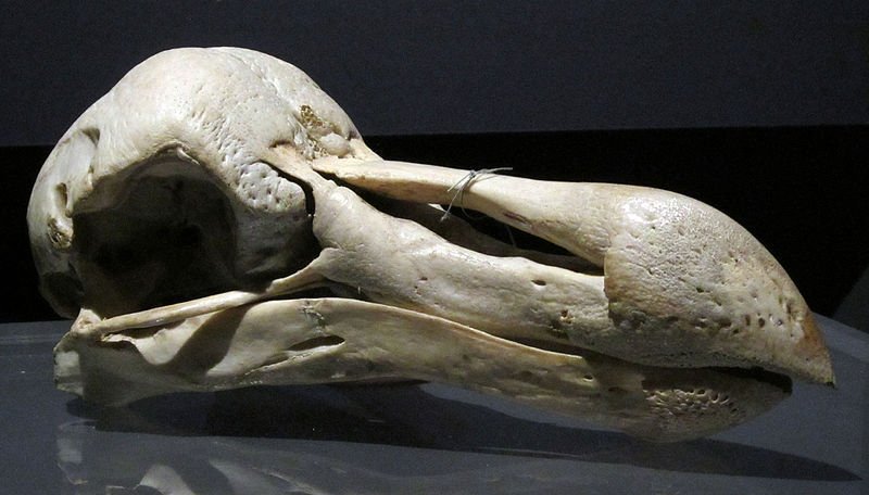 Cráneo de pájaro dodo, originario de Madagascar y extinto por la caza indiscriminada