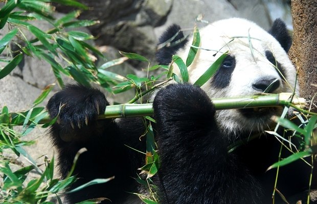 El bambú es el alimento principal del oso panda