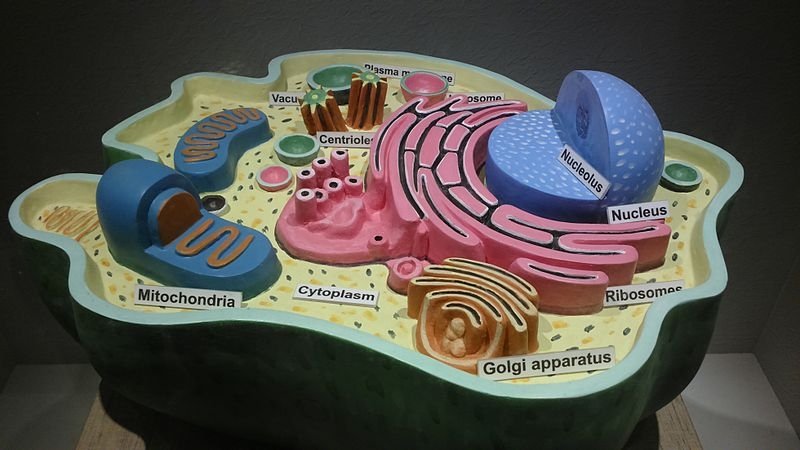 Estructura de una célula animal