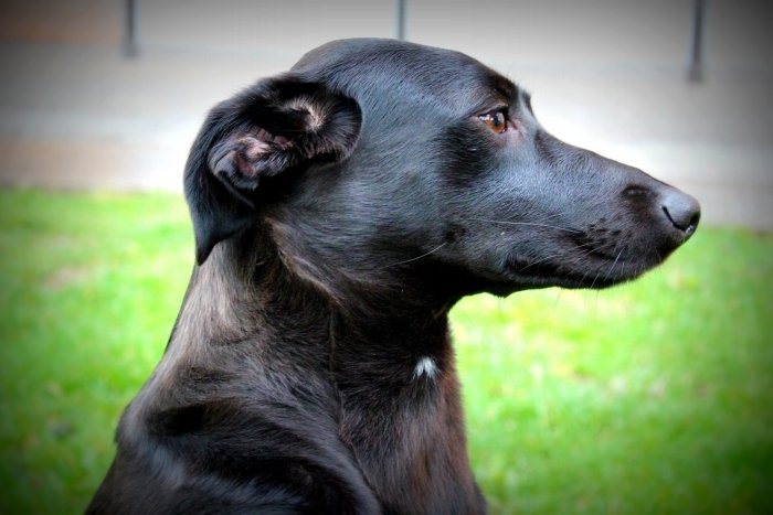 Fotografía "Perfil egipcio".