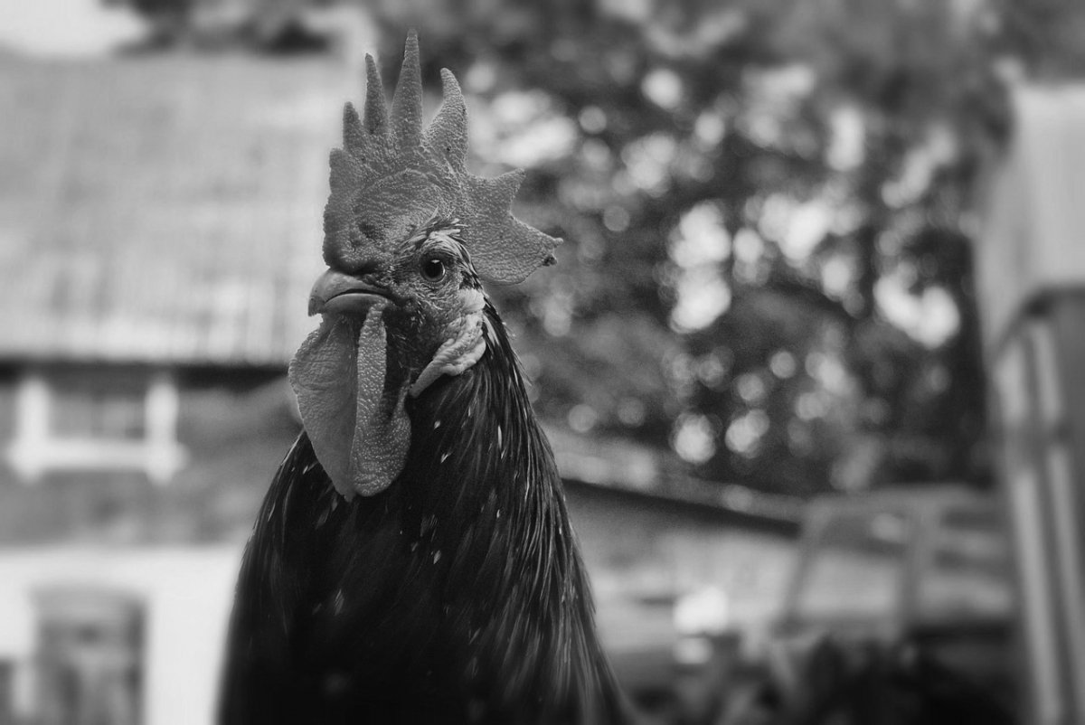 La muerte de una gallina detonó el suicidio de alguien que nunca existió