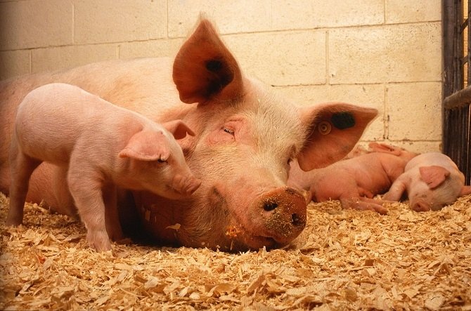 Por lo visto, unos adorables cerdos protagonizaban algunas de las imágenes