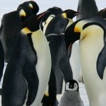 La historia de Linux: nacimiento, crecimiento y madurez de un pingüino