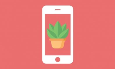 Cómo identificar plantas y flores con el móvil