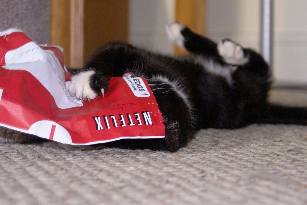 Un pequeño gato jugando con una carta de Netflix