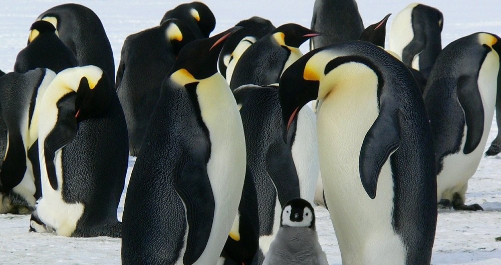 Una familia de pingüinos, el animal representativo del sistema Linux