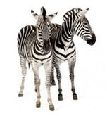 Duplicados