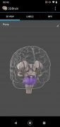 3D Brain image 12 Thumbnail