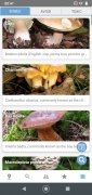 Mushroom Identify image 1 Thumbnail