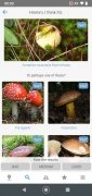 Mushroom Identify image 11 Thumbnail