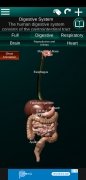 Órgãos Internos em 3D imagem 2 Thumbnail