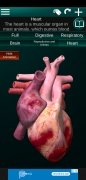 Órgãos Internos em 3D imagem 4 Thumbnail