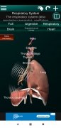 Órgãos Internos em 3D imagem 8 Thumbnail