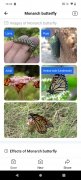 Picture Insect immagine 9 Thumbnail