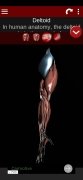 Sistema Muscular em 3D imagem 3 Thumbnail